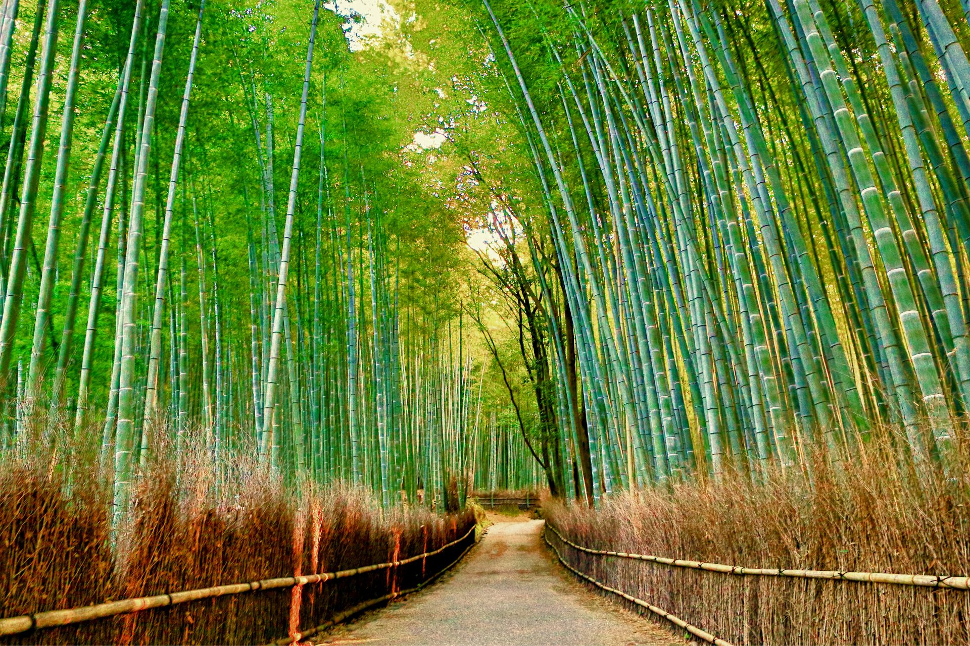 Arashiyama